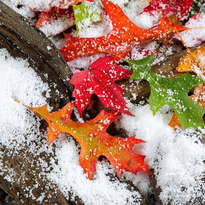 'Tis the Season to be Moisturized!