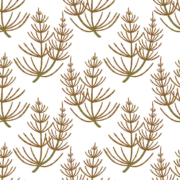 Ingredient of the Week: Horsetail Plant Extract