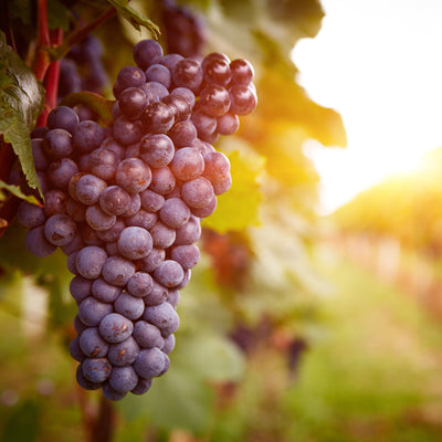 Ingredient Of The Week: Grapeseed Oil