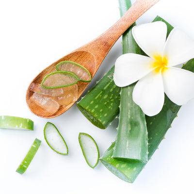 Aloe Vera - The Plant of Immortality