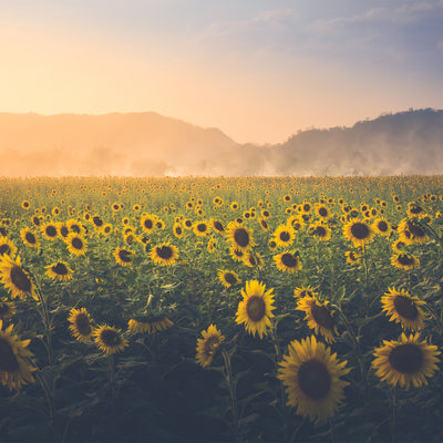 Ingredient of the Week: Sunflower Oil