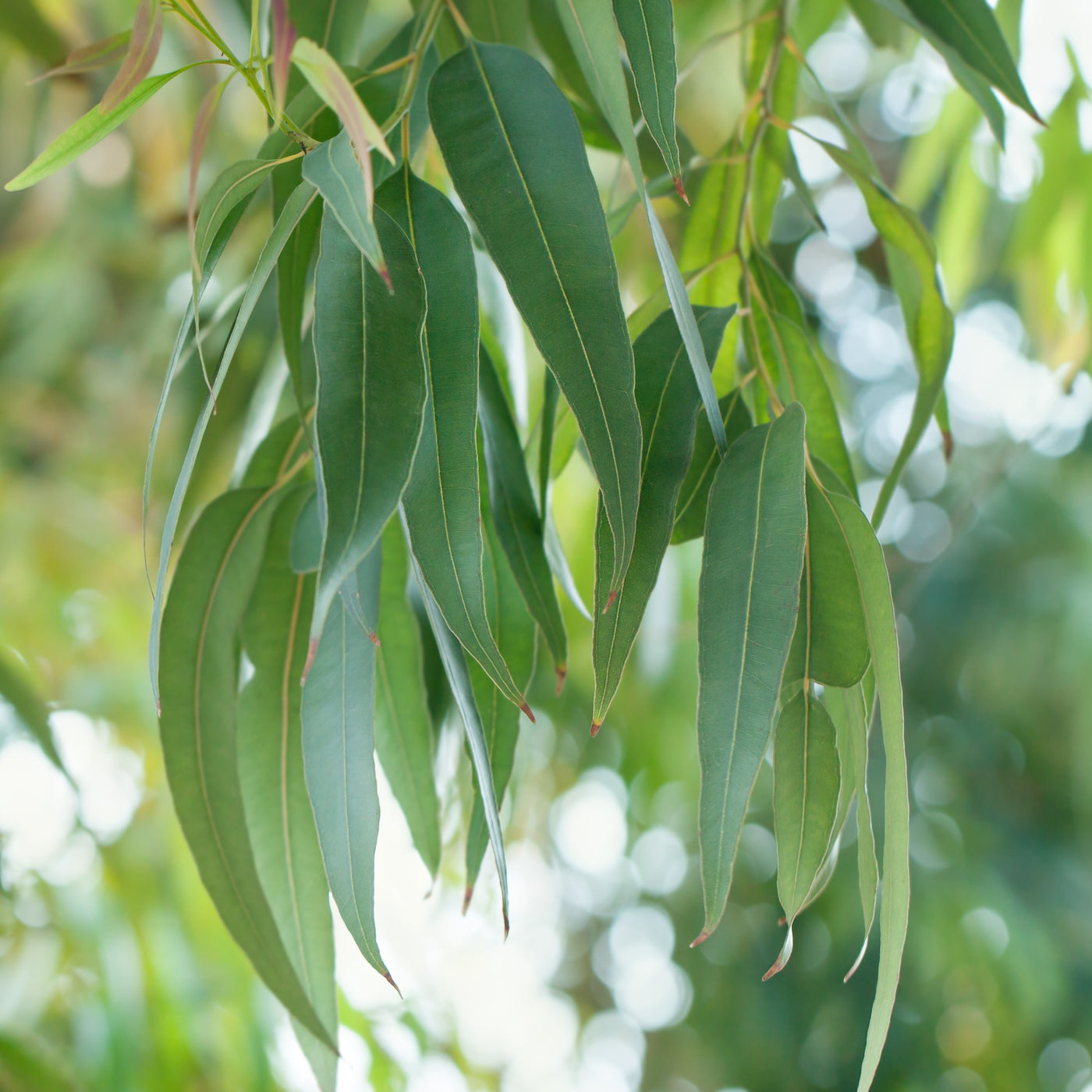 Sniffle Season's Most 'Essential' Product