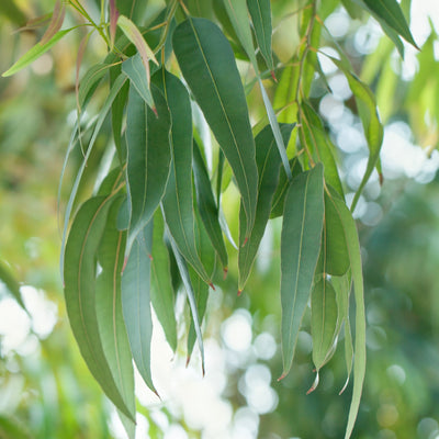 Sniffle Season's Most 'Essential' Product
