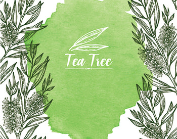 Top 7 Questions About Tea Tree Oil Uses