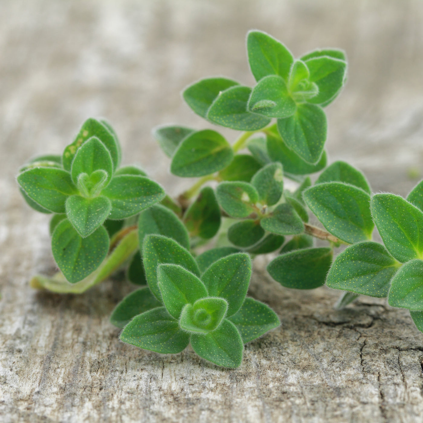 Ingredient of the Week: Oregano Oil