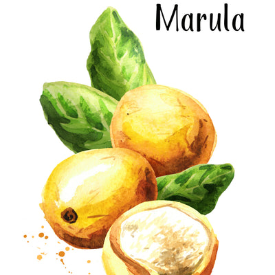 Ingredient Of The Week: Marula Oil