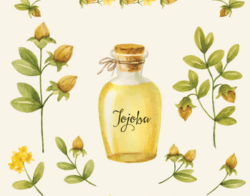 Ingredient of the week: Jojoba Oil