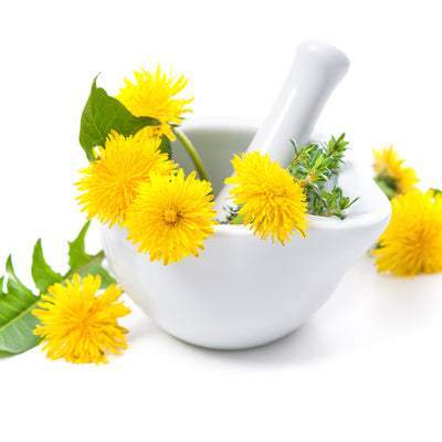 Ingredient of the Week: Organic Dandelion Extract