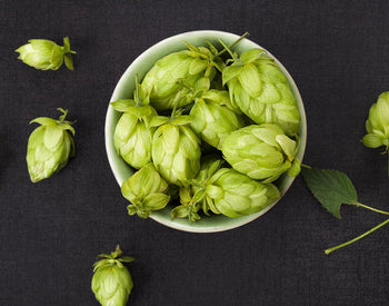 Ingredient of the Week: Hops Plant Extract