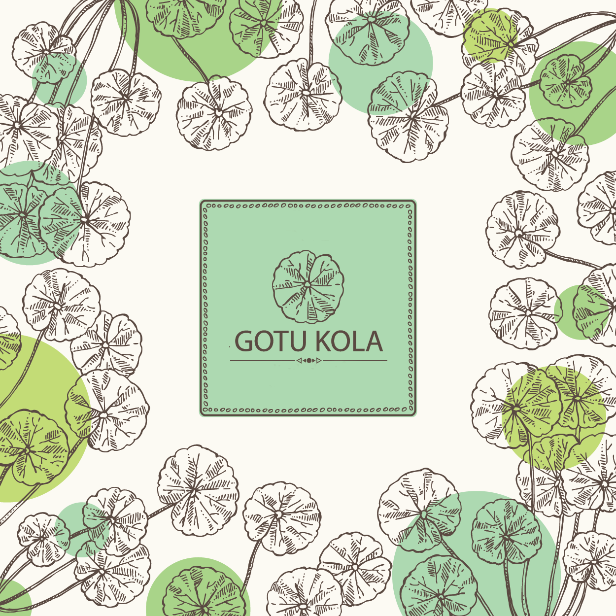 Ingredient of the Week: Organic Gotu Kola Plant Extract